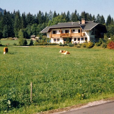 Scenic view of a countryside landscape with a house, green fields, and cows grazing.